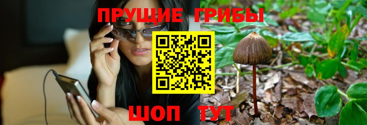 Шуя  Галлюциногенные грибы MAGIC MUSHROOMS  Вход с VPN 